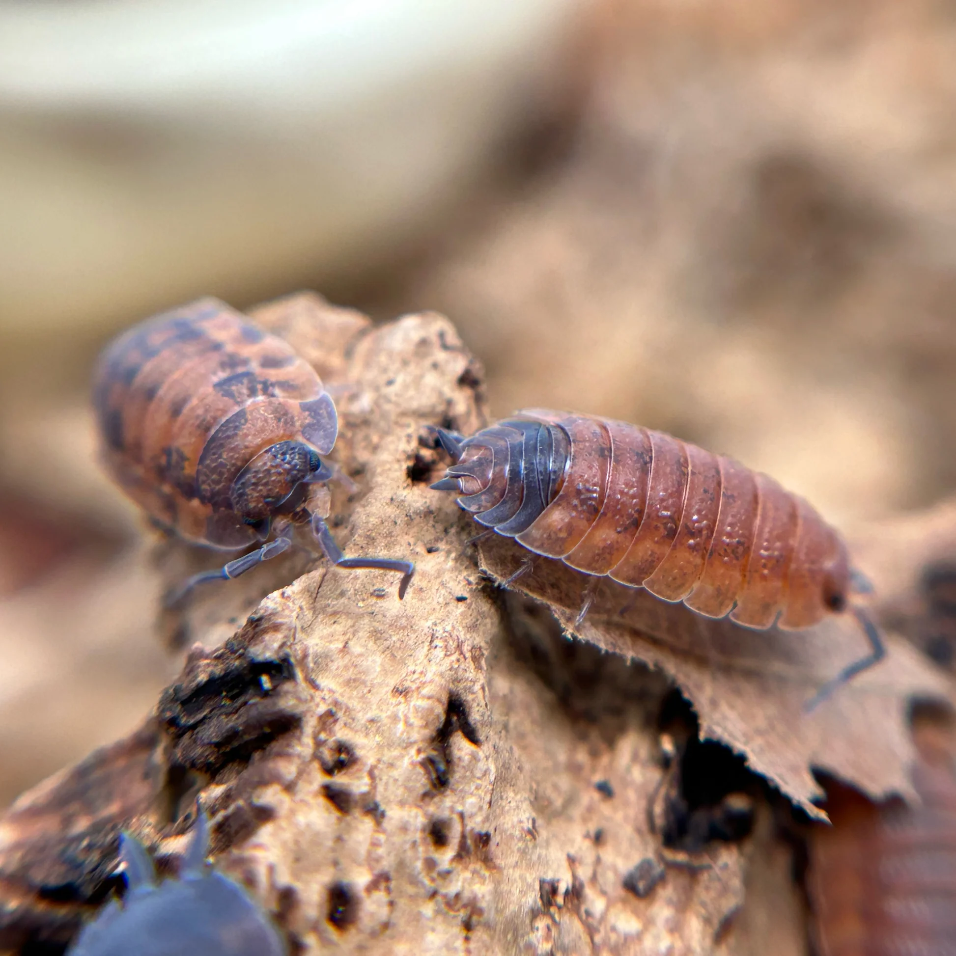 isopods and springtails